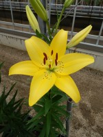 [5046 Ceb Dazzel No02.JPG]